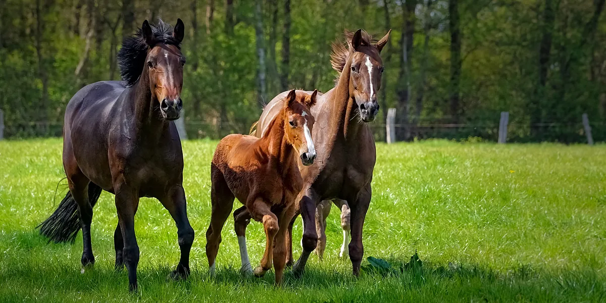 Tierarztpraxis Hambergen Dr. Ahlert Büttelmann Kuh